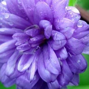 Meet your Posher, Claudia